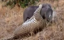 Video: Lợn rừng vật lộn sống còn với báo đốm châu Phi