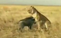 Video: Lợn rừng nổi điên, đuổi đánh sư tử cái