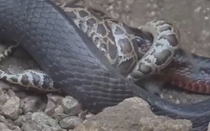 Video: Trăn gấm bỏ mạng trước nanh độc của rắn hổ mang chúa