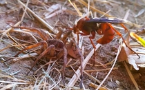 Video: Ong đỏ hung hăng truy sát nhện sói