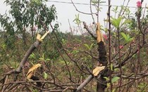 Vườn đào Tết hàng tỷ đồng ở Bắc Ninh bị kẻ gian chặt phá