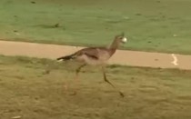 Video: Hành động kỳ lạ của chú chim chân dài tại sân golf