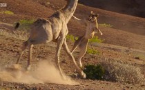 Video: Săn mồi thất bại, sư tử bị hươu cao cổ húc văng người