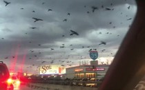 Video: Hãi hùng cảnh hàng ngàn con chim vây chiếm bầu trời như ngày tận thế