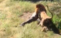 Video: Sư tử tấn công, kéo lê chủ công viên vào bụi rậm