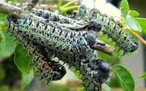 Đặc sản sâu Mopane ở Zimbabwe: Kinh dị từ nguyên liệu cho đến cách chế biến