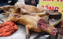 Muốn cấm ăn thịt chó thì phải được quy định trong văn bản luật