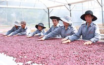 Tìm “lối đi riêng” cho phát triển nông nghiệp bền vững