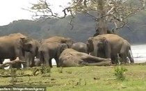 Video: 300 con voi tập trung tiễn đưa và tỏ lòng thương tiếc với voi đầu đàn đã chết