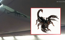 Video: Kinh hãi phát hiện bọ cạp “khủng” nhởn nhơ trên máy bay