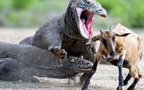 Video: Quái vật vẻ ngoài không đổi từ thời tiền sử đáng sợ nhất trái đất