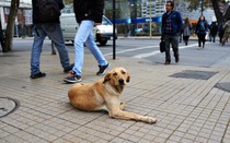 Quy định quản lý chó nuôi khắt khe trên thế giới