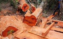 Rừng bị phá tanh bành tại nơi được canh gác rất cẩn mật