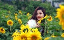 Đồi hoa hướng dương khổng lồ hút du khách về chân núi Fansipan