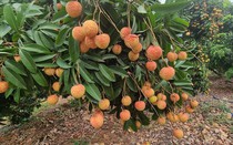 Vải thiều Hải Dương kỳ vọng rộng đường đến với thị trường cao cấp