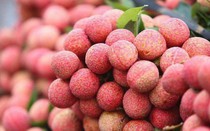 Xúc tiến xuất khẩu vải thiều Bắc Giang sang Mỹ