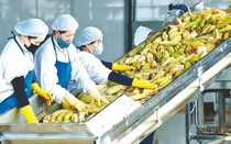 Những mặt hàng nông sản đạt trị giá xuất khẩu cao và bài toán giữ vững đà tăng