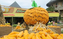 ‘Check in’ Halloween với các tiểu cảnh được tạo từ hơn 10 tấn bí, ngô, táo tại Sun World Ba Na Hills