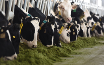 Vinamilk Hà Tĩnh đạt chuẩn quốc tế Global Gap cho nguồn sữa giàu dinh dưỡng