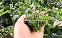 Trà đinh Thái Nguyên - Nhất phẩm trà, sản phẩm dành cho giới “sành” trà