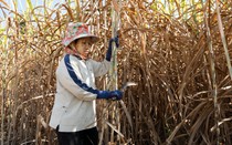 Thái Lan đang làm gì để bảo hộ ngành mía đường?
