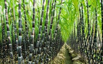 Áp thuế chống bán phá giá với đường Thái Lan, cửa sáng cho ngành mía đường đã mở?