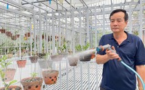 Nghệ nhân Đồng Chiến chia sẻ về kỹ thuật trồng và chăm sóc hoa lan