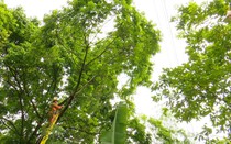 Nâng cao ý thức trong bảo vệ hành lang an toàn lưới điện trên địa bàn Thủ đô