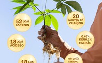 Tiên phong phát triển dược liệu quý của Việt Nam - sâm Lai Châu