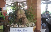 Đào được củ khoai lang hình thù lạ, nặng 6 kg