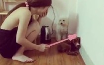 Clip: Cô chủ phạt cún cưng hút hơn 300 ngàn lượt xem