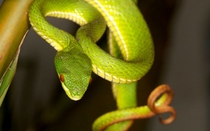 Rắn lục đuôi đỏ cắn dược sĩ nhập viện cấp cứu