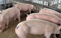 Heo rớt giá, dân 'run' vì Trung Quốc đóng cửa khẩu ngưng nhập