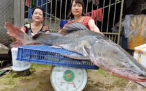 2 giờ vật lộn bắt 'thủy quái' 40 kg, dài 1,6m trên sông Sêrêpốk