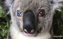 Phát hiện koala có 2 màu mắt xanh, nâu hiếm gặp ở Australia [VIDEO]