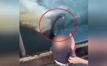 Rùng mình cảnh gấu Bắc Cực hung hăng đòi ăn thịt bé trai [VIDEO]