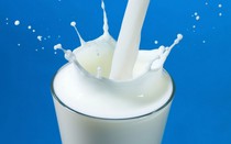Sữa liệu có tốt cho bệnh nhân mắc bệnh gút?