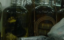 Cự phú "chơi ngông" với 50 bình rượu khủng