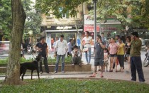 Nuôi chó cảnh nghìn đô để... rước hiểm họa