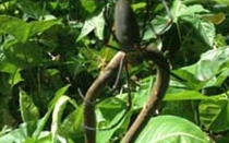 Nhện siêu độc ăn thịt rắn và ong