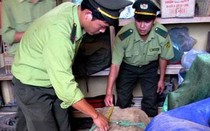 Kiểm lâm phủ nhận tiếp tay cho lâm tặc chặt sưa