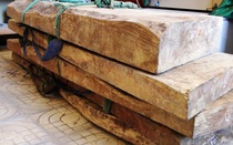 Thêm 2 cây gỗ sưa 100 tỷ bị đốn hạ ở Quảng Bình?