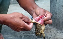 Đua nhau săn tìm thịt cóc cực độc