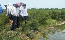 Xôn xao rắn hổ mang chúa chết hàng loạt gần đền