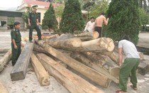 Hà Tĩnh: Bắt 4 vụ vận chuyển gỗ lậu trong đêm
