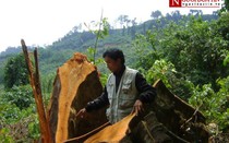 Cận cảnh phá rừng ở Quảng Nam