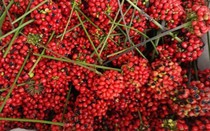 Ba loại hạt quý đắt như vàng của Việt Nam, có loại giá 240 triệu đồng/kg, được săn lùng