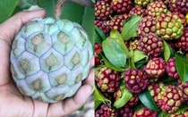 “Trái ác quỷ” ngoài đời thực, nhìn gớm ghiếc mà giá hơn nửa triệu/kg