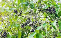 Hơn nửa triệu/kg “phân dê” mọc trên cây, hái bán là hốt bạc, ở Việt Nam có đầy