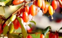 Quà vặt tuổi thơ của người Việt, nay bỗng hóa “mỏ tiền”